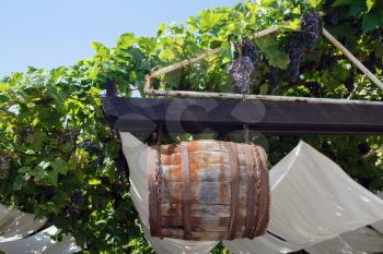Old wooden barrel hanging on rusty chains among the vines.
