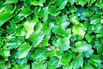 Green grape leaves in the garden. Natural background of grape leaves.