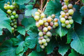 Bunches of wine grapes. Close up view of fresh sweet wine grape. Ripe grape growing at wine fields. Bunches of wine grapes hang from a vine.