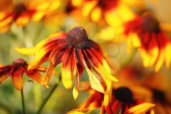 Bright yellow flowers. Echinacea in a garden. Sunny summer day. Shallow depth of field. Selective focus.