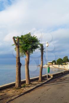 Cropped trees along the road in the old town of Nessebar, Bulgaria. Sunny summer day. Nesebar is an ancient town on the Bulgarian Black Sea Coast.