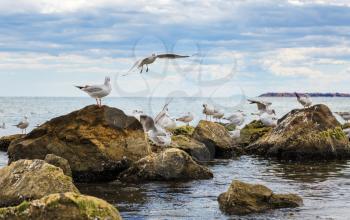 Seagulls on the stones on the shores of Black Sea. Gulls on the rocks. Birds of the sea.