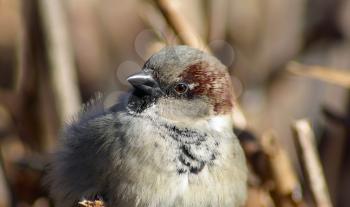 Closeup of house sparrow bird. Shallow depth of field. Selective focus.