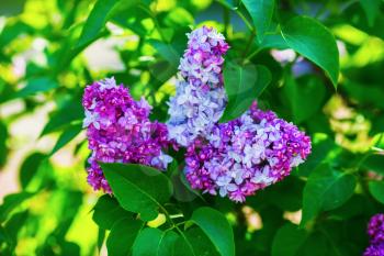 Beautiful blooming lilac in the garden. Lilac flowers in the spring. Selective focus.