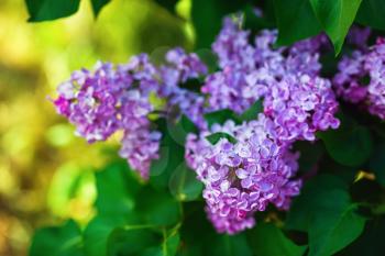 Photo of blooming lilac flowers and green leaves in the garden. Shallow depth of field. Selective focus.