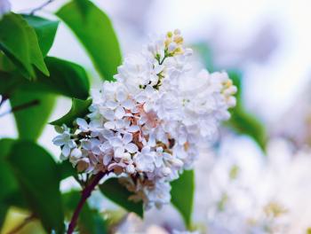 White lilac flowers and green leaves. Shallow depth of field. Selective focus.