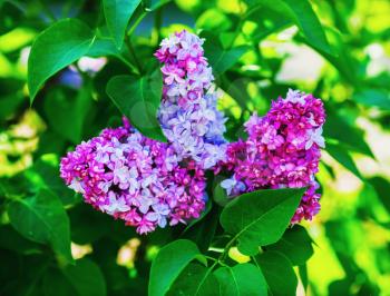 Fresh purple lilac flowers and green leaves. Selective focus.