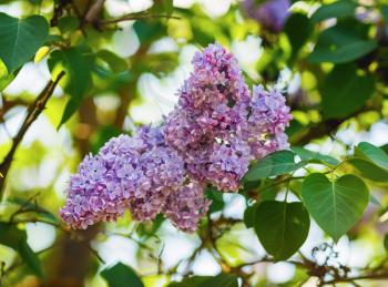 Pink lilac flowering in the garden. Selective focus.
