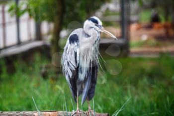 Grey heron standing against green grass background. Ardea cinerea bird.