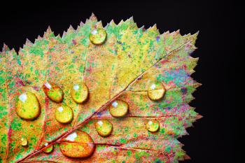 Colorful autumn leaf with drops of water on black background. Macro photography. Flat lay.