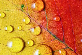 Bright red-yellow autumn leaf with water droplets. Macro photography. Flat lay.