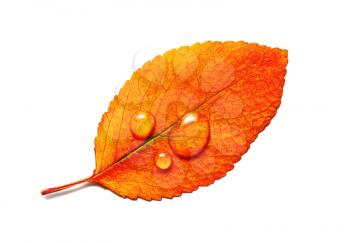Bright orange autumn leaf with water droplets isolated on white background. Macro photography. Flat lay.