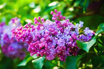 Spring lilac flowers. Spring flowering. Shallow depth of field. Selective focus.