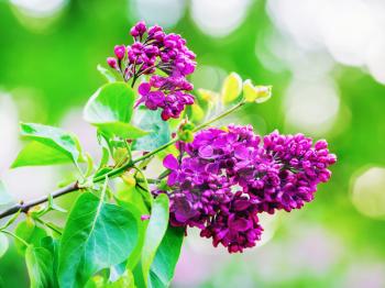 Branch of blossoming lilac flowers. Shallow depth of field. Selective focus.