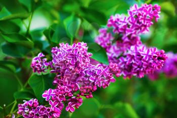 Purple lilac flowers in the garden. Spring branch of blossoming lilac. Shallow depth of field. Selective focus.