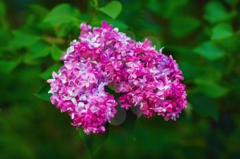 Pink lilac flowers on green leaves background. Blossoming lilac. Shallow depth of field. Selective focus.
