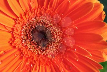 Orange gerbera flower. Beautiful gerbera blooms. Shallow depth of field. Selective focus.