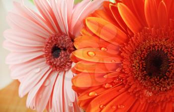 Orange and pink gerbera flowers. Water droplets on gerbera petals. Shallow depth of field. Selective focus.