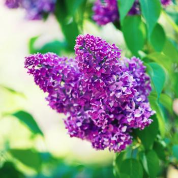 Purple lilac blooms. Branch of blossoming lilac. Shallow depth of field.
