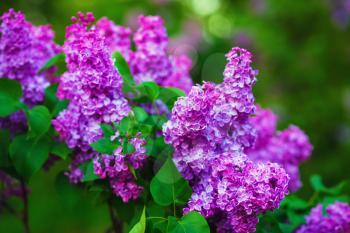 Purple lilac flowers with green leaves. Shallow depth of field. Selective focus.