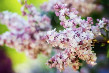 Blossoming pink lilac flowers in the garden. Shallow depth of field. Selective focus.