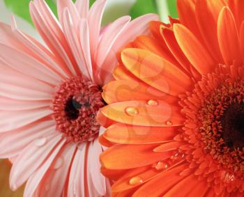 Fresh gerbera flowers with water drops. Droplets on gerbera petals. Selective focus.