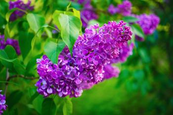 Lilacs blooming in nature. Spring blossom. Blooming lilac bush.