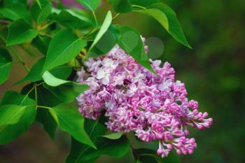 Branch of blossoming lilac in nature. Spring blossom.