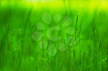 Horizontal vivid green grass bokeh background