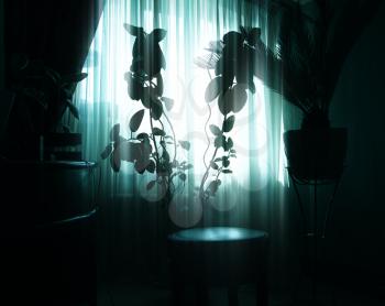 Interior plants silhouette on top of curtains background