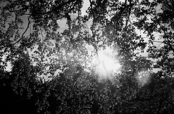 Sunshine through leaves of tree background