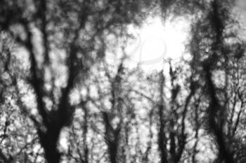 Black and white trees bokeh in direct sunlight glow backdrop hd