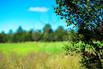 Simple forest with bokeh tree landscape background hd