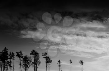 Horizontal black and white landscape forest silhouette background bottom aligned composition