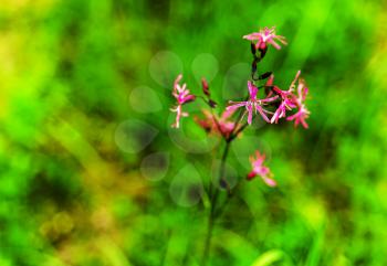 Horizontal pink flower closeup bokeh background