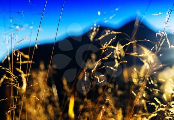 Horizontal vivid vibrant sunny yellow grass Norway landscape bokeh background backdrop