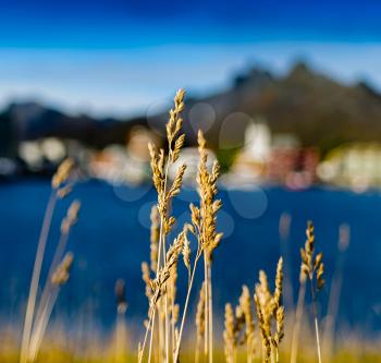 Square vivid vibrant rye bokeh fjord mountain background backdrop