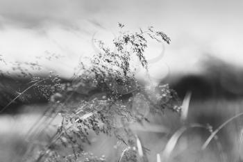 Black and white grass blade on field backdrop hd
