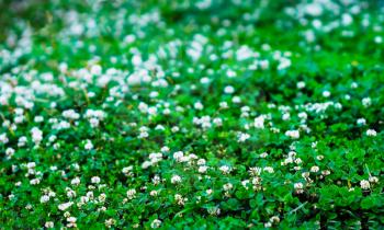 Horizontal green summer flowers bokeh background