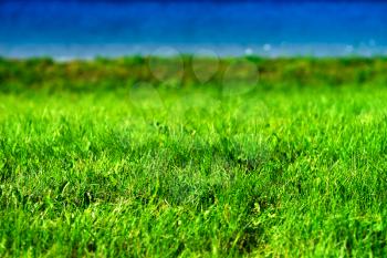 Norway lake beach grass background hd