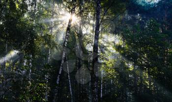 Horizontal vivid sun beams at Russian forest landscape background