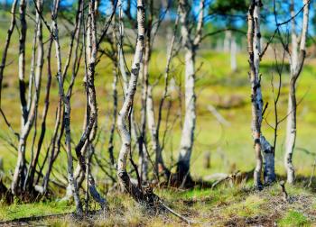 Norway birch forest bokeh background hd