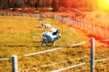 Norway sheep on bordered meadow with light leak background hd
