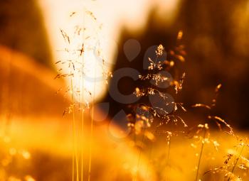 Sunset grass blades with light leak and flare background hd