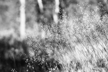 Black and white grass blades in daylight background hd