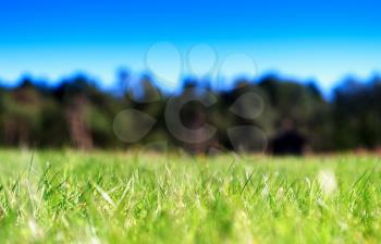 Horizontal grass on summer field bokeh background hd