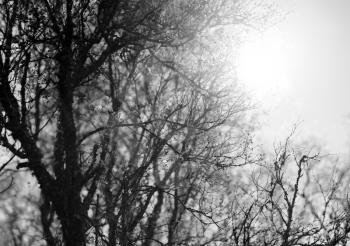 Black and white tree in direct sun background hd