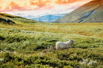 Norway sheep in sunset mountains background hd