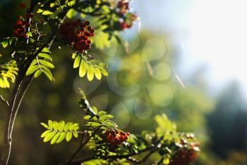 Summer ashberry in direct sunlight background hd
