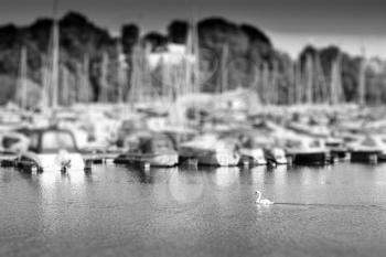 Swimming swan in back of Oslo yacht club bokeh backdrop hd